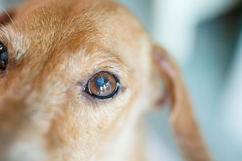 Close-up of a light brown dog’s face focusing on one eye, with short fur and a soft, blurred background, conveying a gentle and attentive expression.