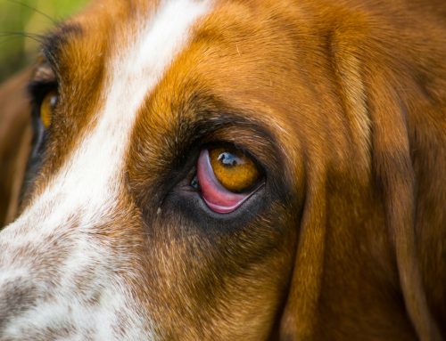 From Pupils to Ptosis: Understanding Horner’s Syndrome in Animals