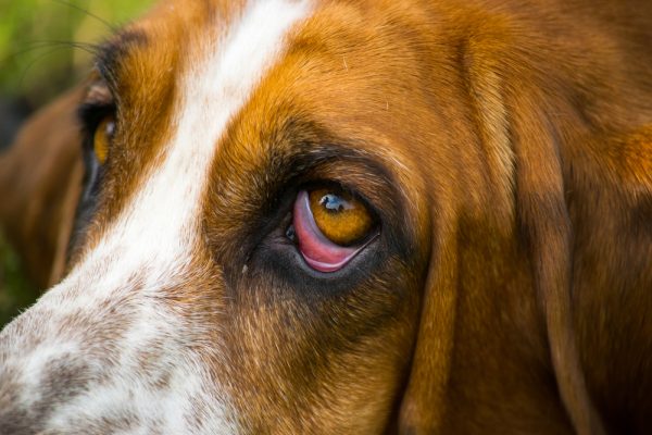 From Pupils to Ptosis: Understanding Horner’s Syndrome in Animals ...