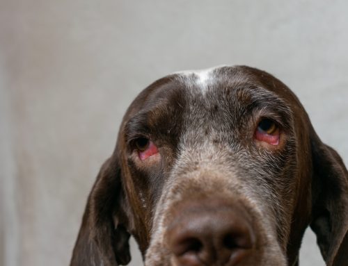 Episcleritis and Scleritis in Pets