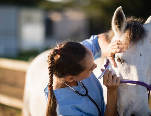 Unveiling Equine Fungal Keratitis: Safeguarding Your Horse’s Vision with Expert Care