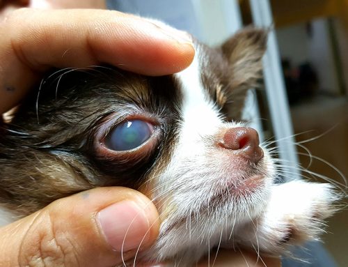 Understanding Corneal Ulcers in Pets: Essential Insights for Pet Owners