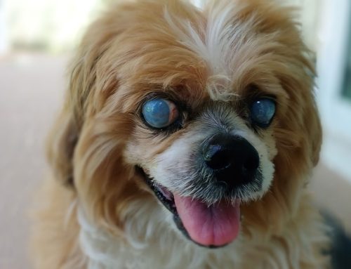 Cloudy Vision: A Complete Guide to Pet Cataracts and Surgical Solutions
