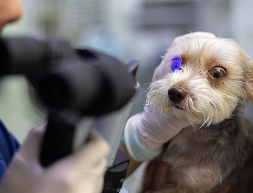 Pannus in Dogs: Managing a Lifelong Eye Condition
