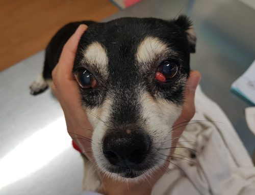 Is Your Pet’s Eye Red and Swollen? Understanding and Treating Cherry Eye