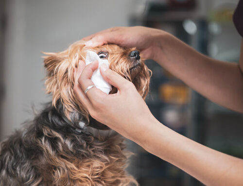 Dry Eye Syndrome in Pets: Symptoms and Long-Term Management