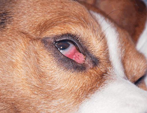 Eyelid Tumors in Pets: When Surgery Is Necessary