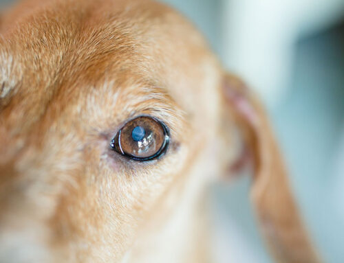 Entropion/Ectropion: Surgical Correction and Outcomes