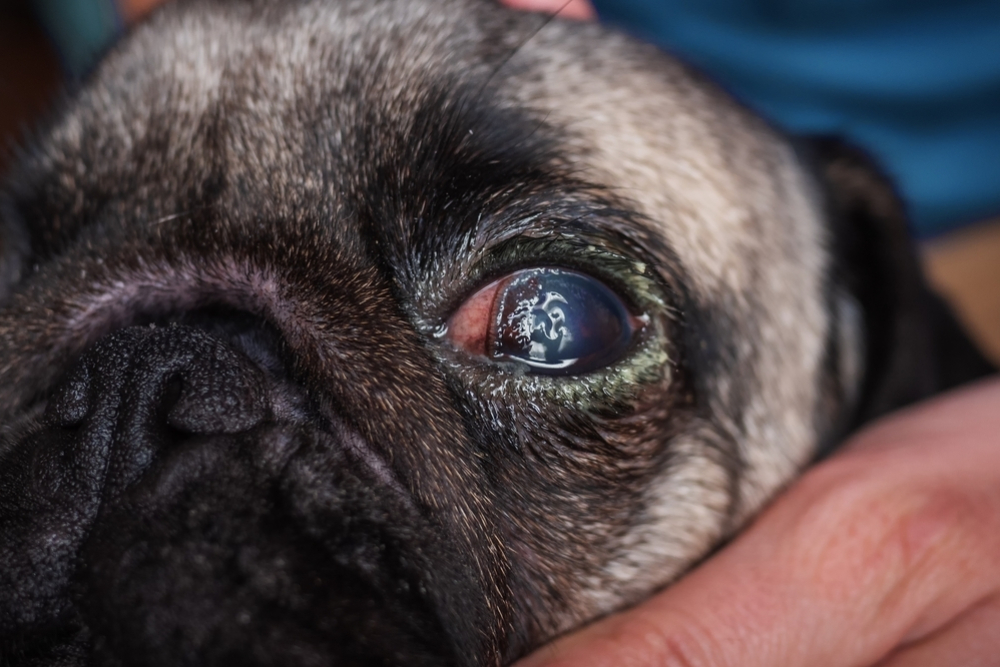 Close-up of a dog’s eye showing redness, swelling and corneal damage — a scratched/injured cornea.