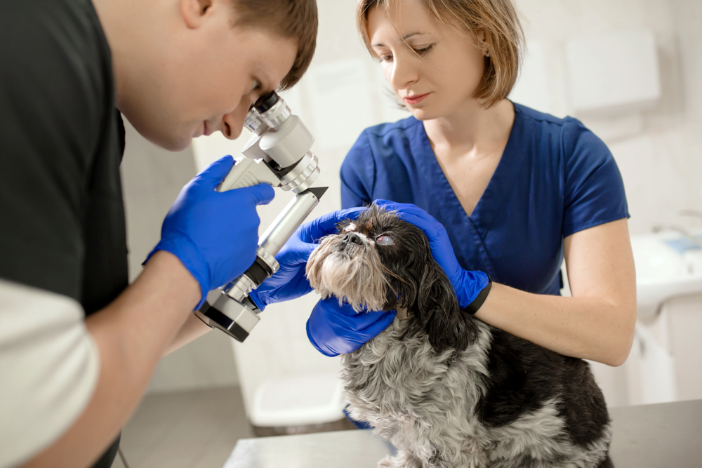 Veterinarian examining injured dog’s eye with a slit lamp in a veterinary clinic.
